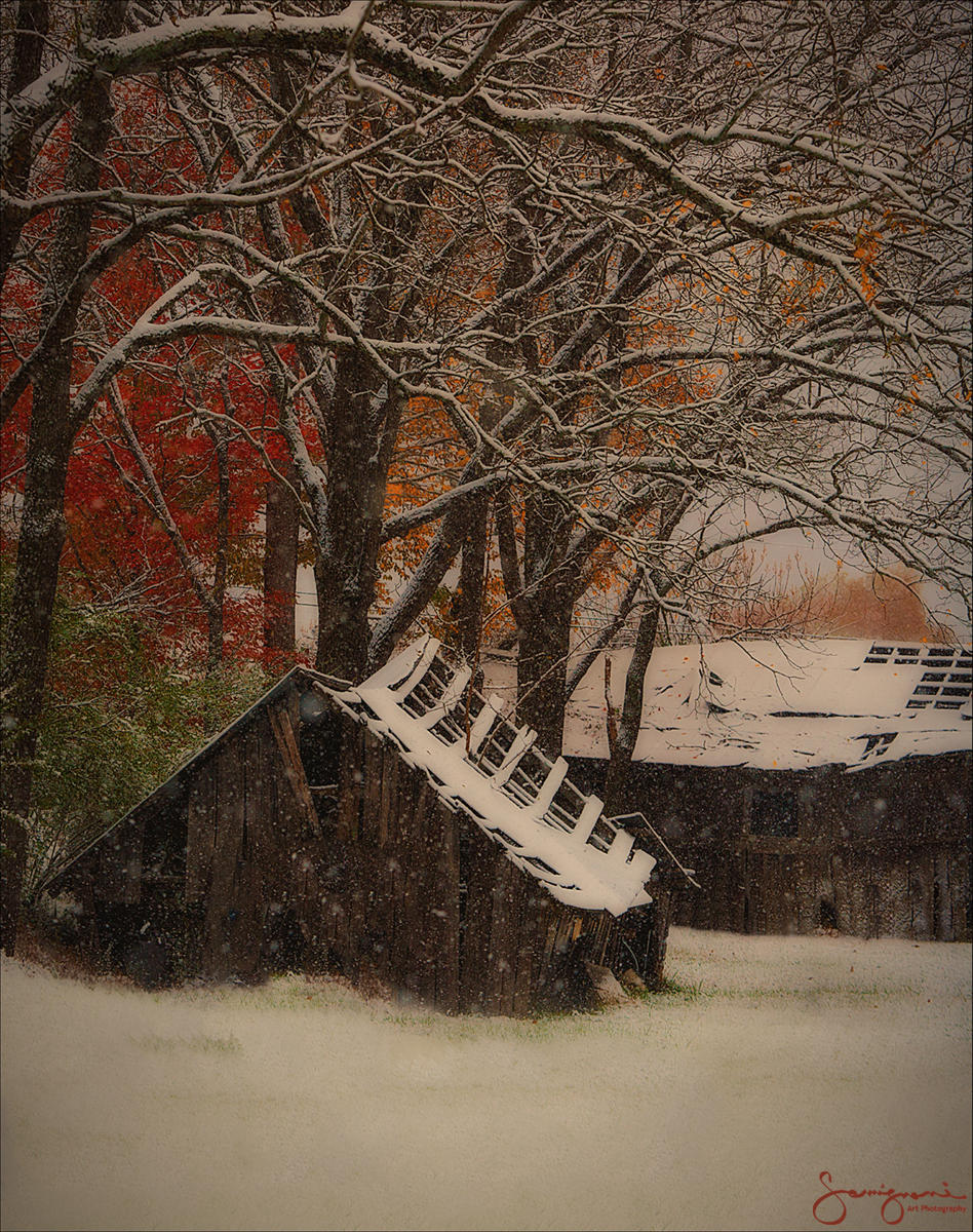 Barn Returning to Nature-J Creek, NC
