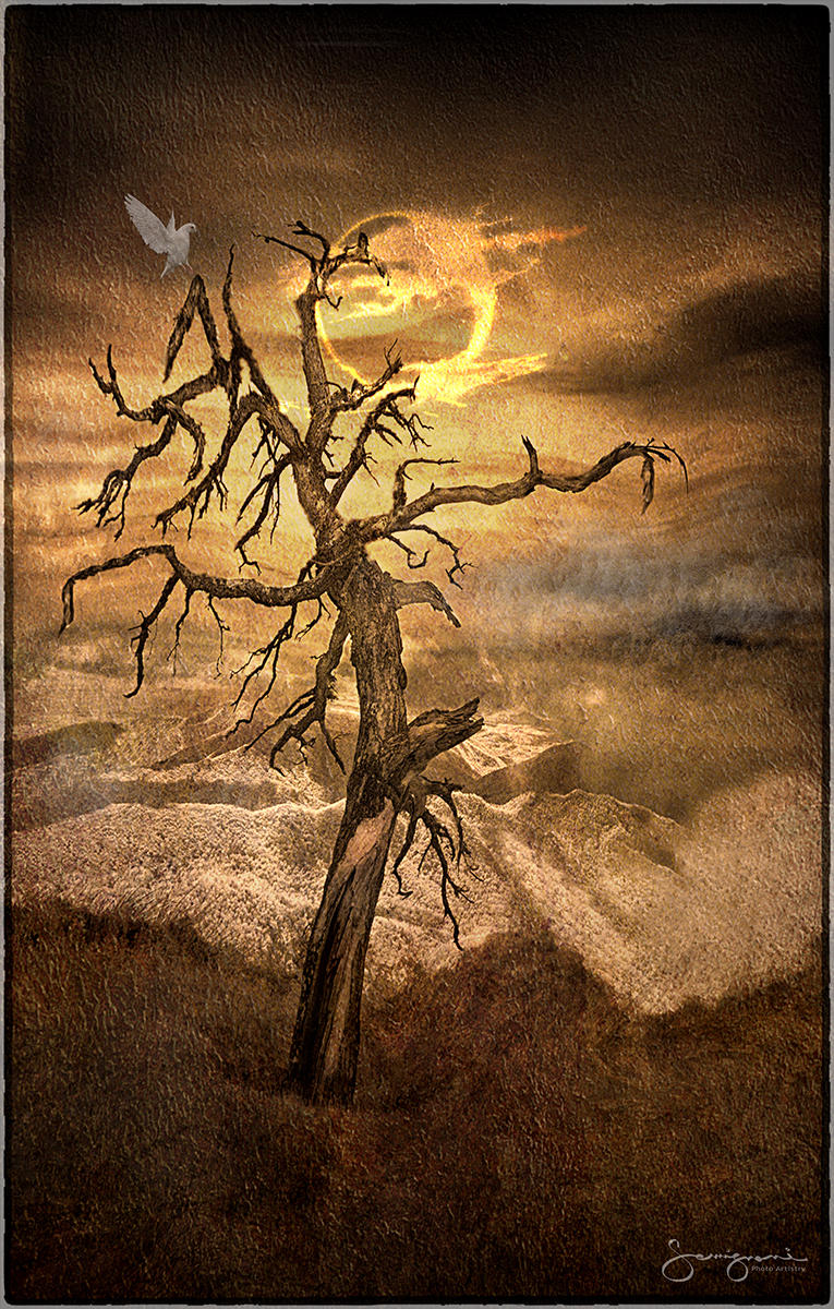 Natures Sculpture-
Blue Ridge Pkwy, NC